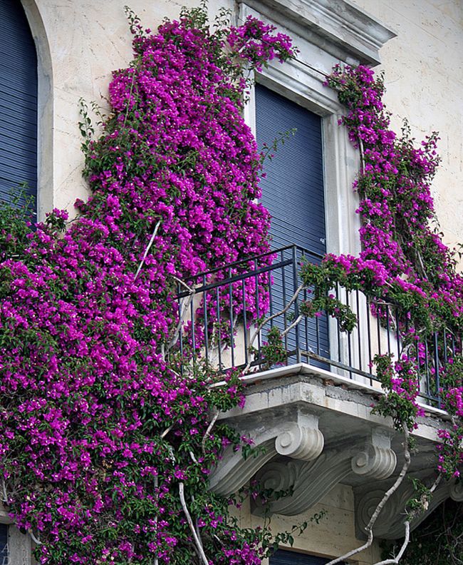 lovely purple floral balcony in cinque terre italy 35 Worlds Most Beautiful Balconies