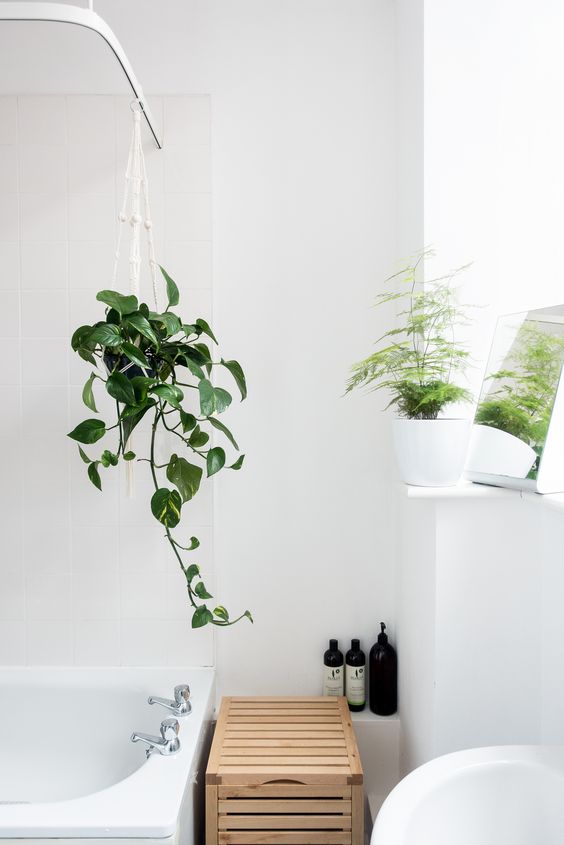 Plants in bathroom