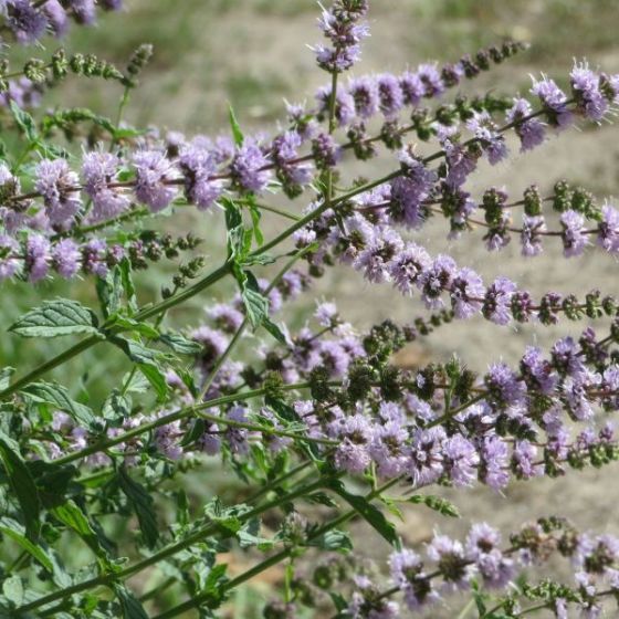 spearmint plants How to Permanently Get Rid of Wasps from Your Home