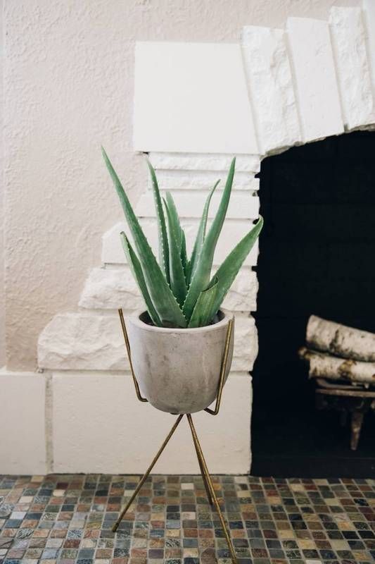 aloe vera 7 Indoor Plants to Make Your Home a Natural Haven