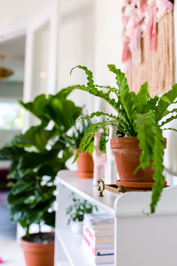 birds nest fern 7 Indoor Plants to Make Your Home a Natural Haven