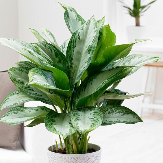 chinese evergreen 7 Indoor Plants to Make Your Home a Natural Haven