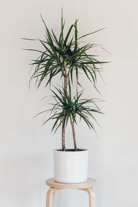 dracaena 7 Indoor Plants to Make Your Home a Natural Haven