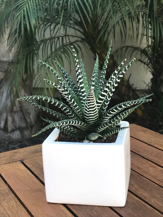 zebra plant succulent 7 Indoor Plants to Make Your Home a Natural Haven