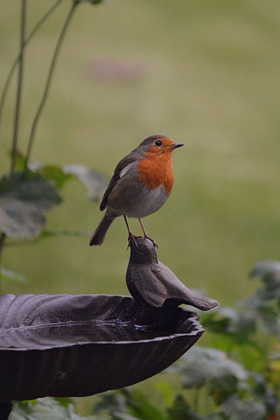 birdbath 5 Sustainable Gardening Ideas: Polycarbonate Greenhouse & More