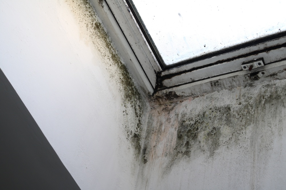 shutterstock 771824071 What To Do When Dealing With Mold