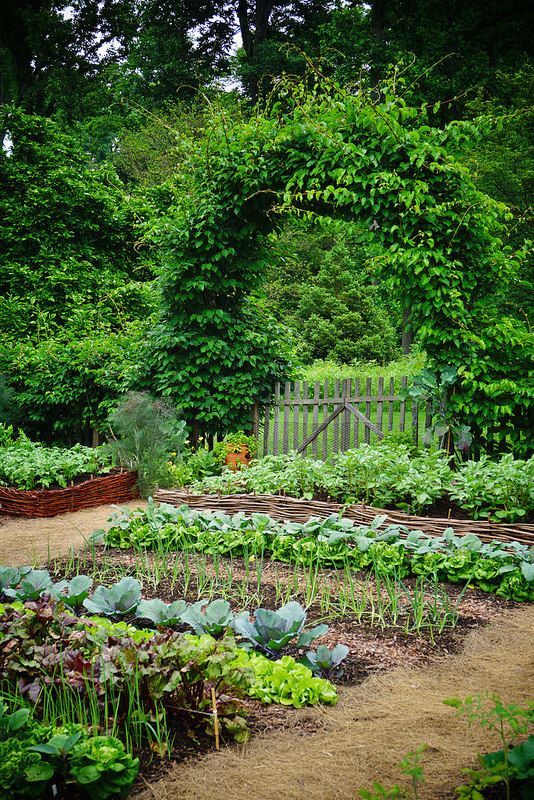 vegetable garden 5 Sustainable Gardening Ideas: Polycarbonate Greenhouse & More