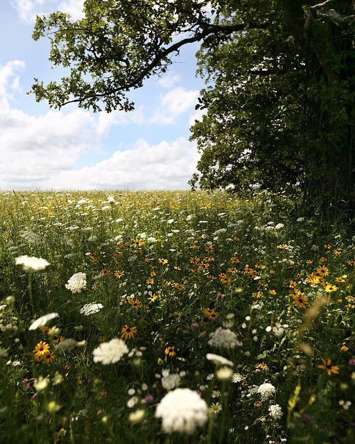 weeds How To Plant A Bee Friendly Garden