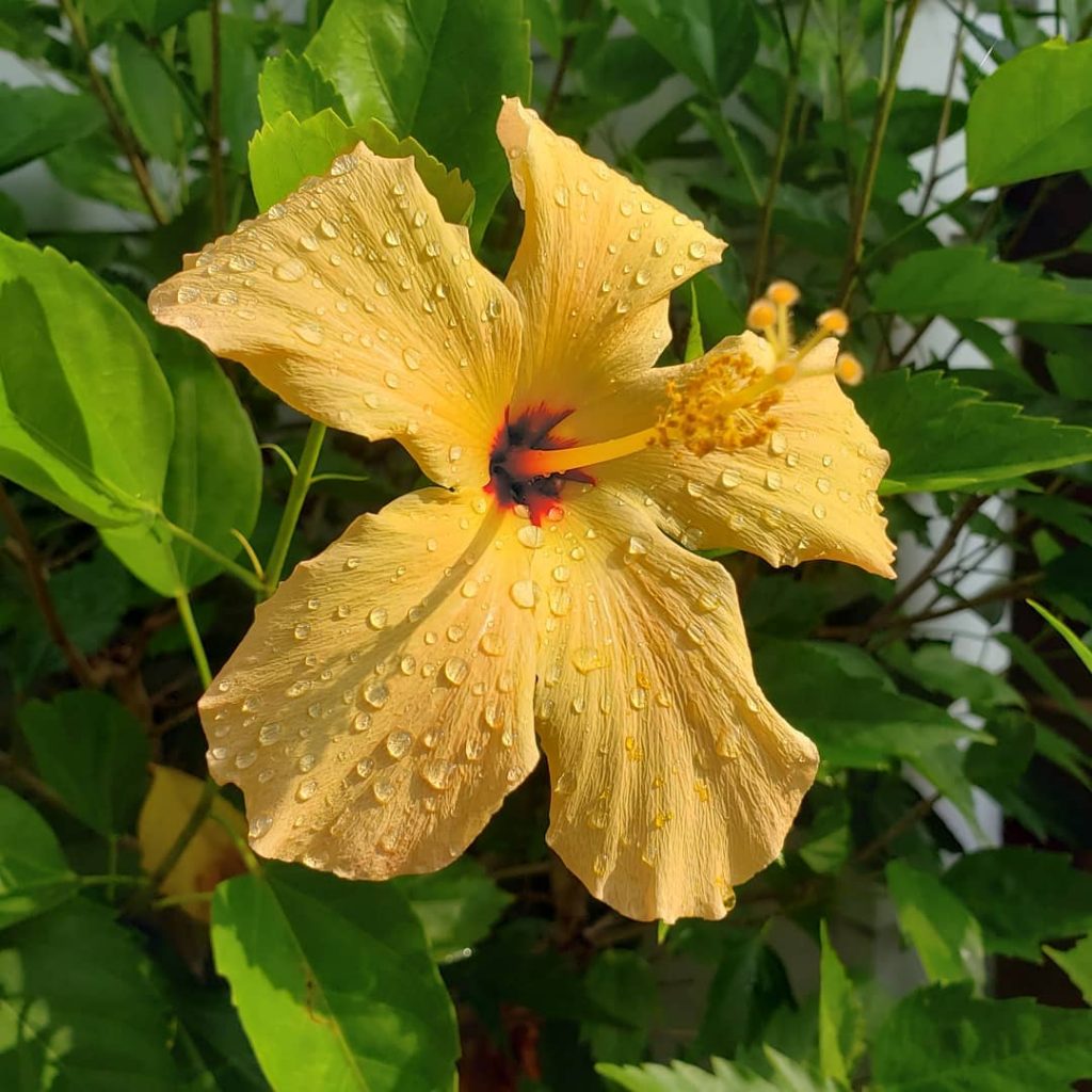 yellow hibiscus How To Plant A Bee Friendly Garden