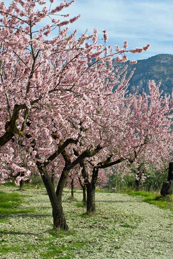 Almond trees