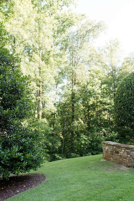 privacy trees 4 Ways to Get Your Home Ready For Rainstorms