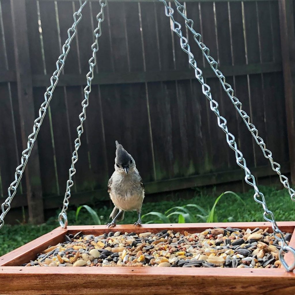 hanging tray feeder 1024x1024 25 Best Bird Feeders To Attract Birds To Your Garden