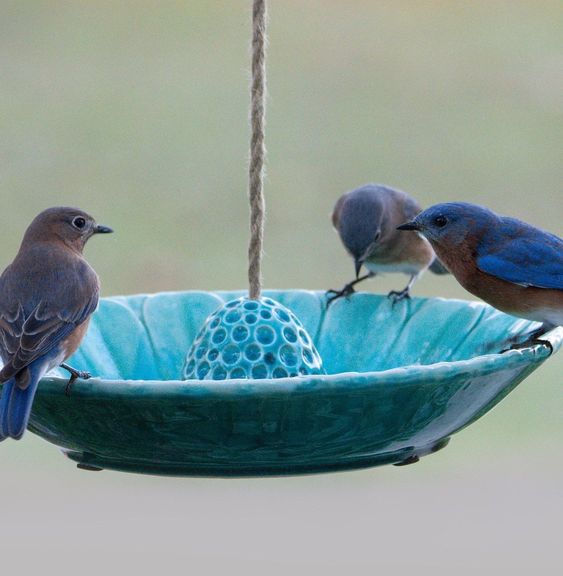 pottery bird feeder 25 Best Bird Feeders To Attract Birds To Your Garden