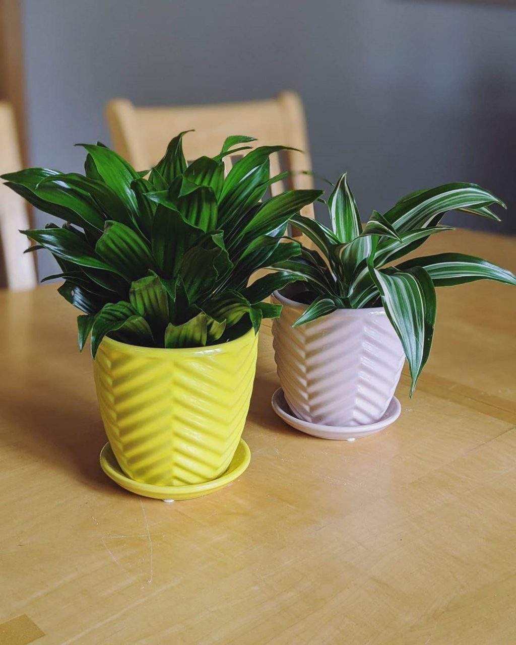 7 Indoor Plants That Give Life To Your Interior Design