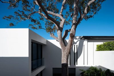 A House Designed Around the Sculptural Form Of a Large Angophora Tree