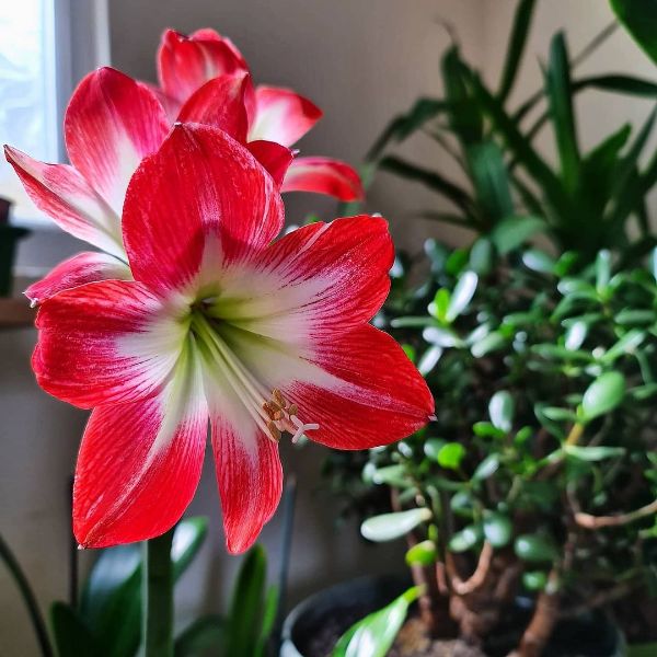 amaryllis flower 5 Best Indoor Flowers and Ways to Incorporate Greenery Into Your Home