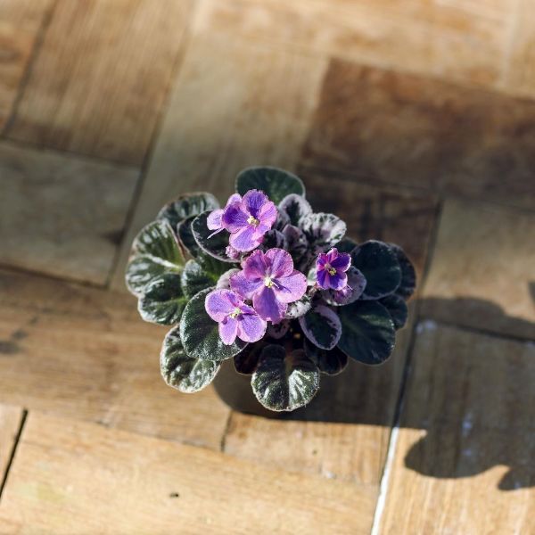 best indoor flowers african violet 5 Best Indoor Flowers and Ways to Incorporate Greenery Into Your Home