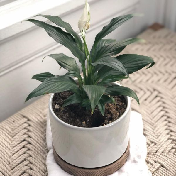 peace lily best indoor flower 5 Best Indoor Flowers and Ways to Incorporate Greenery Into Your Home