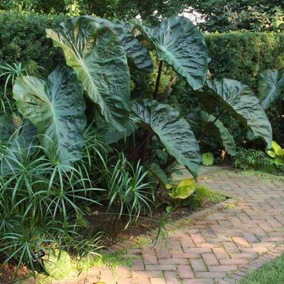 elephant ears These 10 Summer Plants and Flowers Will Turn Your Terrace Into a Beautiful Garden