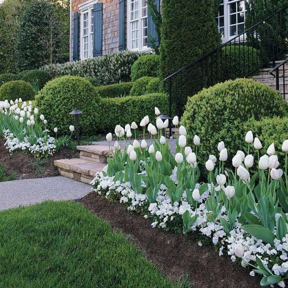 white tulip bulbs 7 Ways to Create Low Maintenance Garden Borders