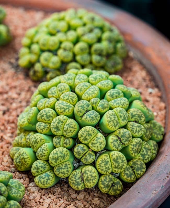 lithops 7 Must Have Unique Plants To Add Visual Interest to Your Home