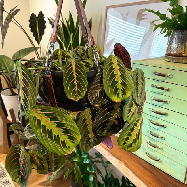 prayer plant What To Consider Before Decorating Your Home With Plants
