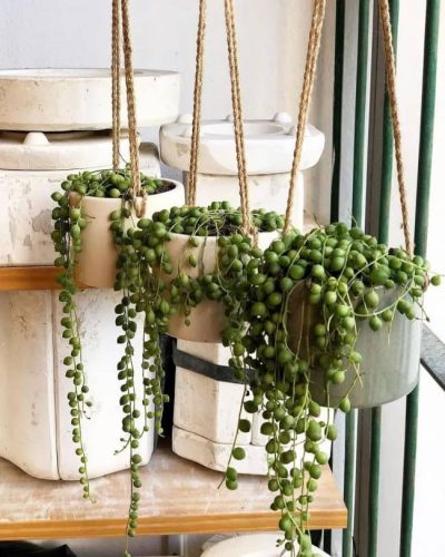 7 Must-Have Unique Plants To Add Visual Interest to Your Home