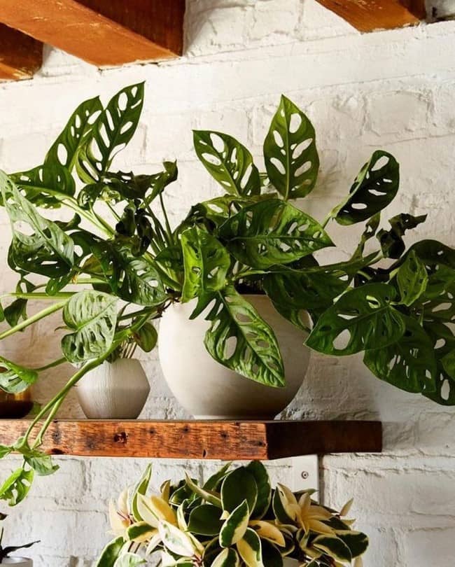 swiss cheese plant What To Consider Before Decorating Your Home With Plants