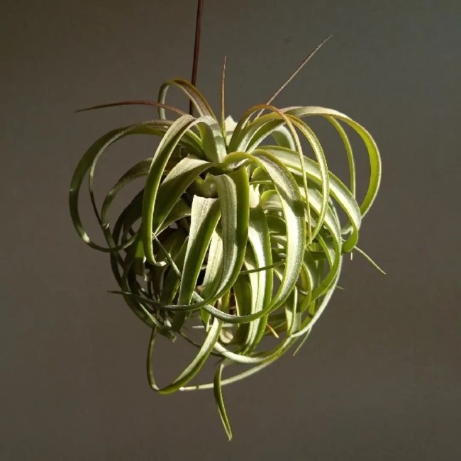 tillandsia 7 Must Have Unique Plants To Add Visual Interest to Your Home