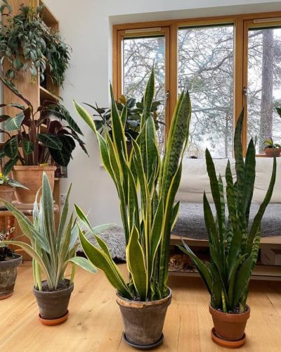 How to Care for Snake Plant
