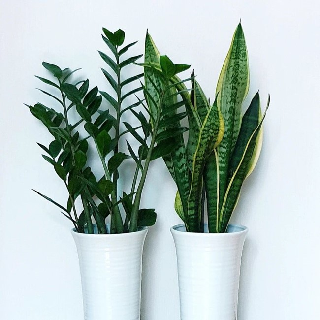 by bittaneklund How to Care for Snake Plant